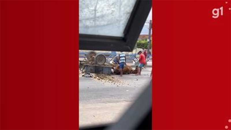 Cavalo com carroça tomba em avenida de Campos, RJ, e moradores se mobilizam para ajudar o animal; VÍDEO