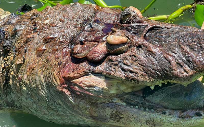 Jacaré é encontrado agonizando, ferido por anzol múltiplo na Lagoa de Jacarepagúa Reprodução
