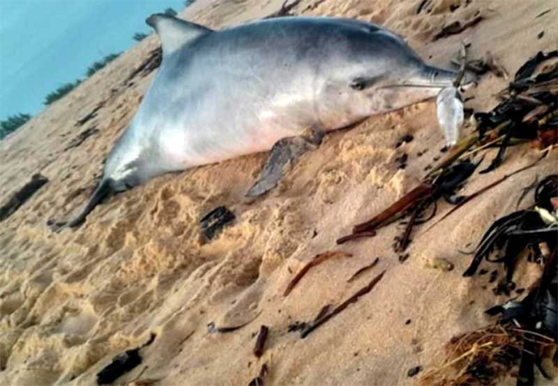 Golfinho é encontrado morto na praia de Grussaí, em São João da Barra, RJ