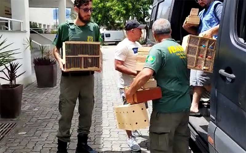 Polícia prende seis homens suspeitos de vender 68 animais silvestres sem autorização na Tijuca, no Rio