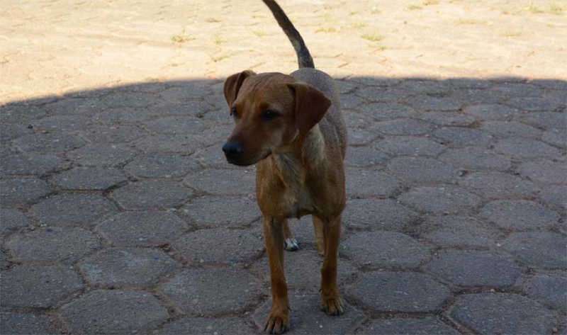 Prefeitura de Ji-Paraná (RO) realiza até 300 castrações gratuitas por mês em cães e gatos