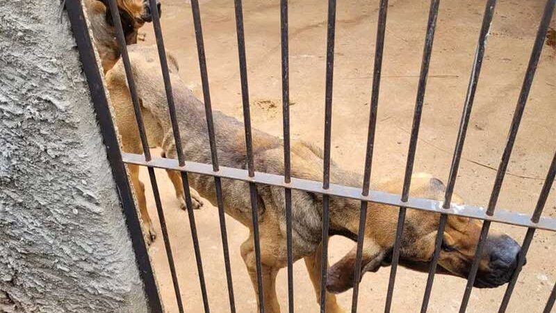 Petshops e empresas que atendem animais também devem informar sobre sinais de maus-tratos — Foto: Polícia Ambiental / Divulgação