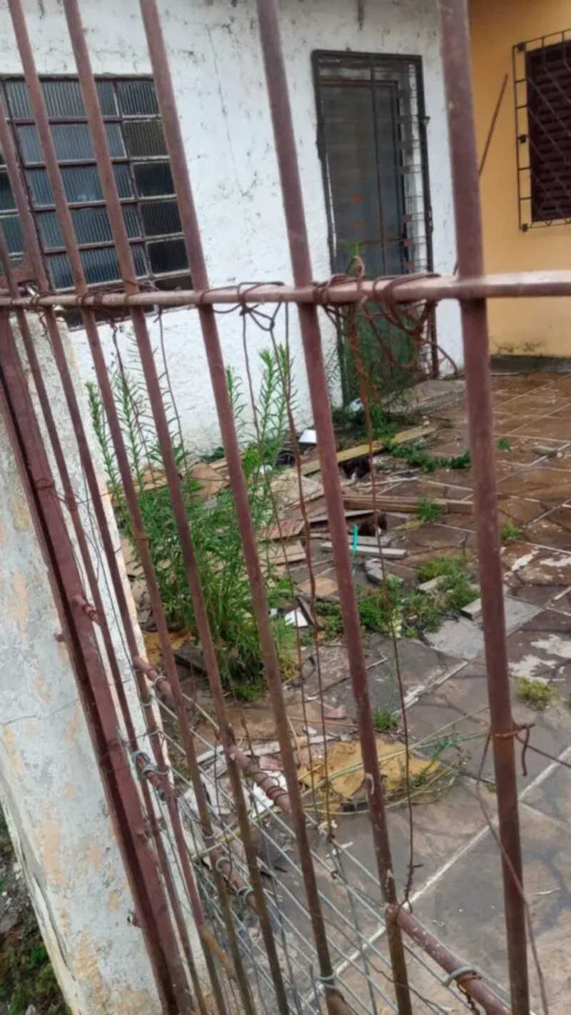 Moradora denuncia abandono de gatos em residência em Camaquã: ‘tem crias mortas, esta um fedor horrível’
