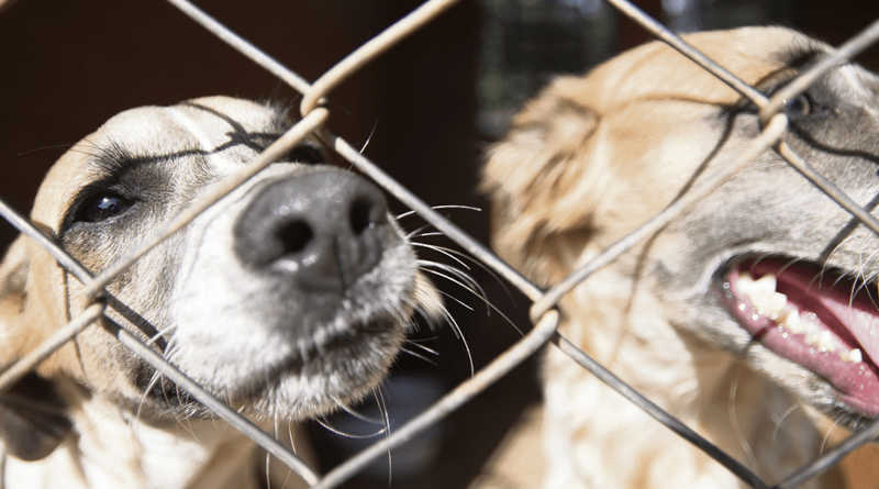 Prefeitura de Campo Bom (RS) realiza mutirão de castrações de cães e gatos da Ocupação Resistência e Luta
