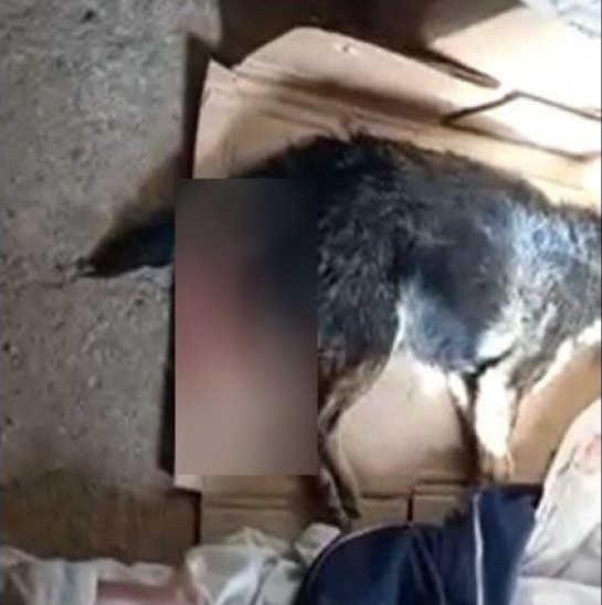 Cão é morto com golpes de tesoura de poda em cidade do sul do RS