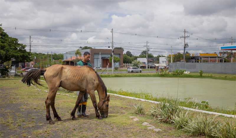 Sebea resgata cavalo caído na avenida do Nazário, em Canoas, RS