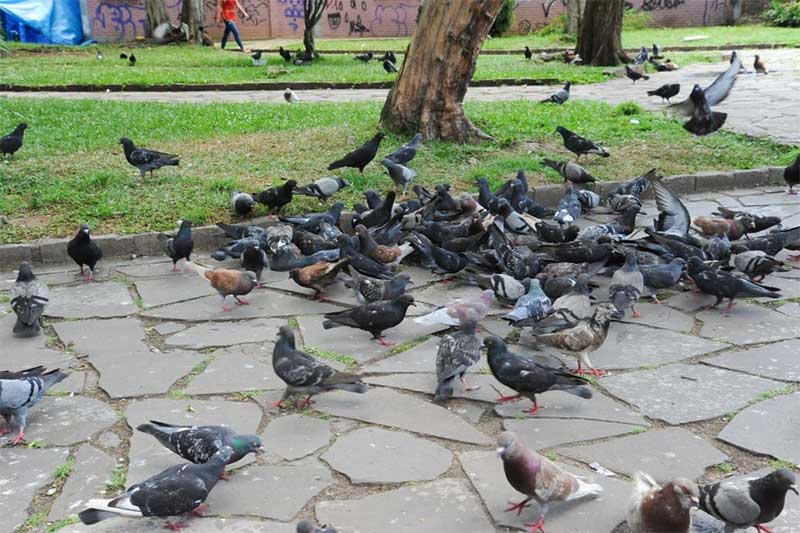 Vereador de Caxias (RS) afirma que Poder Público deve encontrar alternativas à multa prevista para quem alimentar pombos
