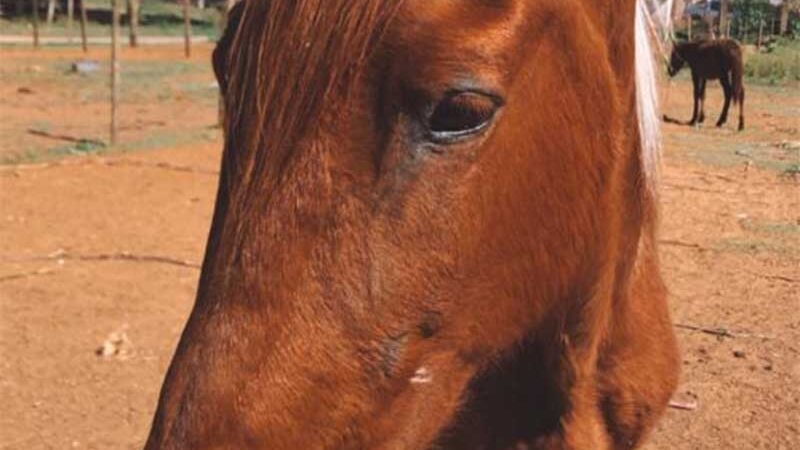Lei Tubiana: casos de maus-tratos a cavalos têm queda de 90% em Gravataí, RS