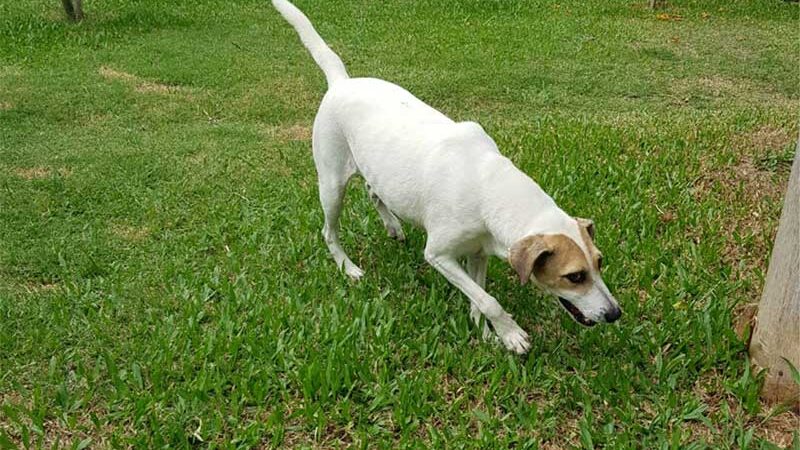 Cachorro morre com barulho dos fogos de artifício em Guaíba, RS; veja como proteger animais no réveillon