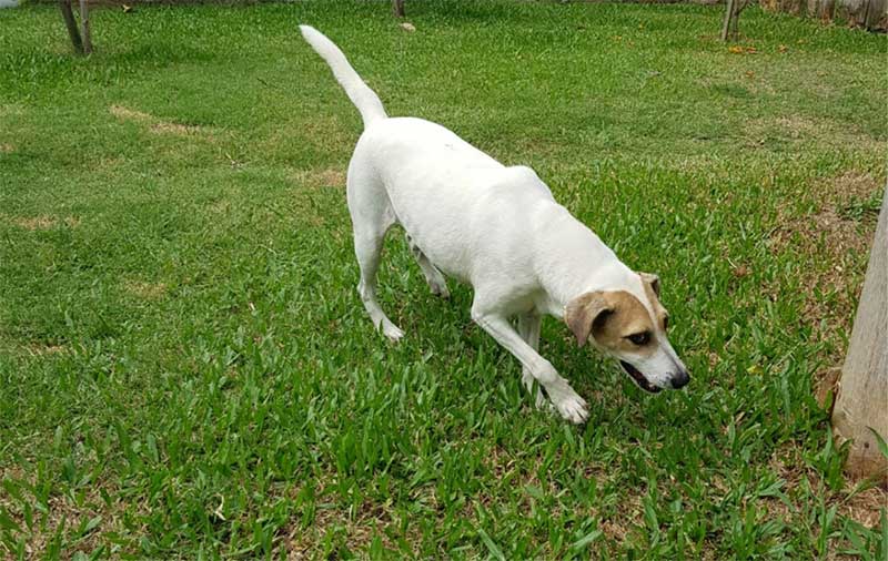 Cachorro morre com barulho dos fogos de artifício em Guaíba, RS; veja como proteger animais no réveillon