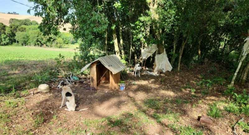 PATRAM resgata dois cães em situação de maus-tratos, em Lagoa Vermelha, RS