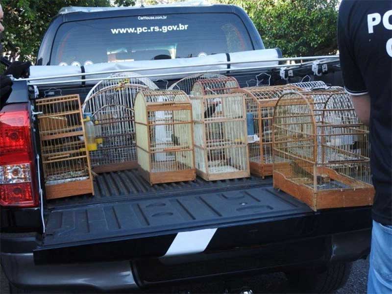 BM e PC realizam operação de combate ao comércio ilegal de pássaros silvestres em Passo Fundo, RS