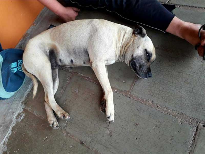Homem agride cachorro no centro de Passo Fundo (RS), é detido e liberado em seguida