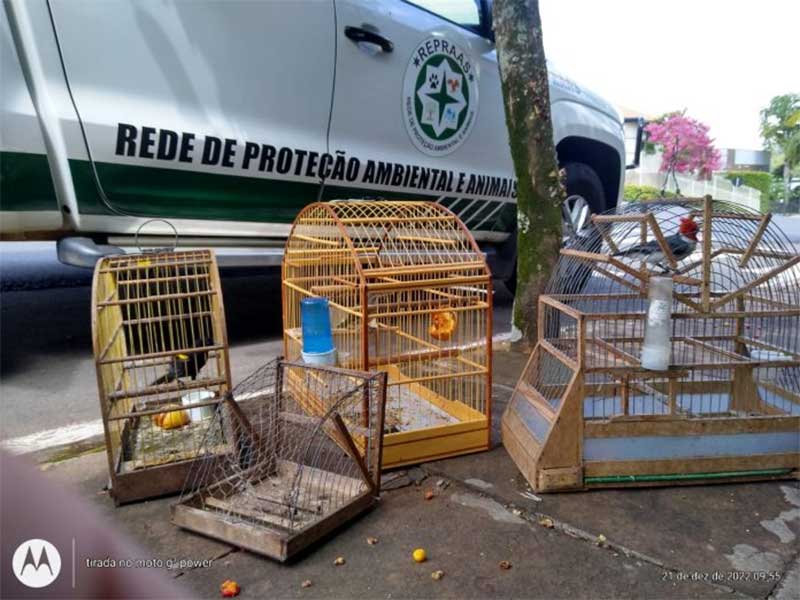 Polícia Civil, Sema e Repraas apreendem pássaros silvestres em Cruzeiro do Sul, RS