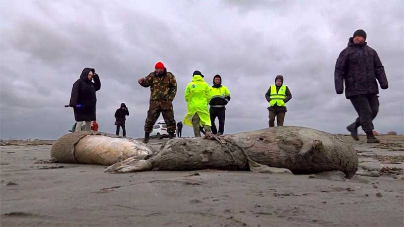 Cerca de 1.700 focas encontradas mortas na costa russa do Mar Cáspio