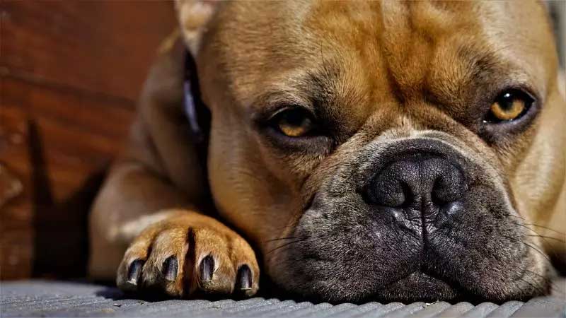 Cachorros de raça são encontrados em situação de maus-tratos em canil clandestino de Schroeder, SC