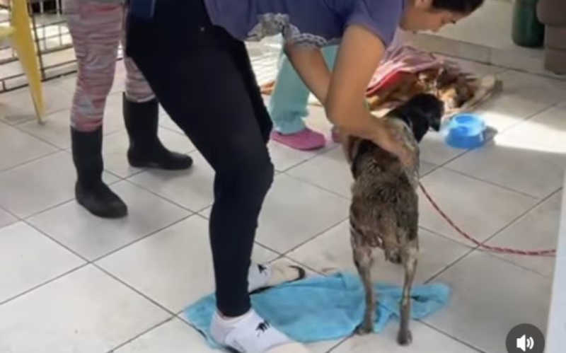 ONG de Balneário Camboriú (SC) está com superlotação; briga entre cães causou a morte de animais