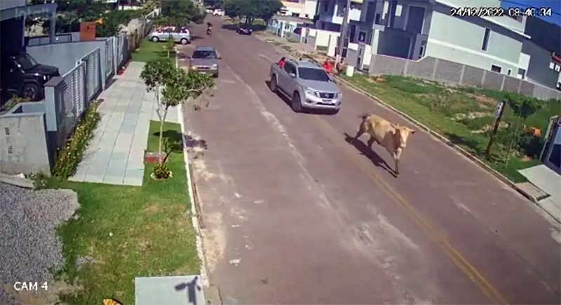 Farra do boi é denunciada à polícia após câmeras flagrarem prática ilegal em Florianópolis; VÍDEO