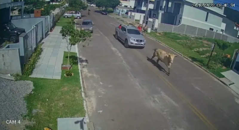Polícia identifica 3 veículos envolvidos em farra do boi em Florianópolis, SC