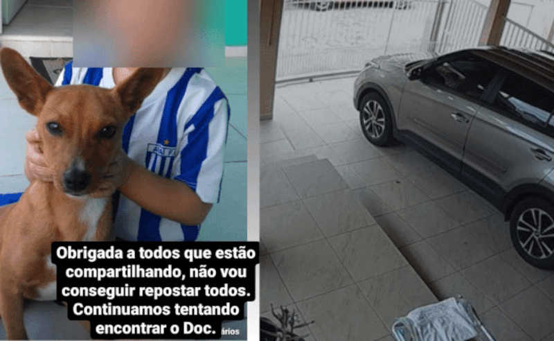 Vizinho é suspeito de sequestrar, espancar e abandonar cachorro em Florianópolis; veja vídeo