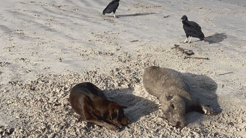 Capivara aparece morta na praia do Molhe, em Navegantes, SC; vídeo
