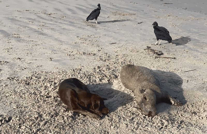 Capivara aparece morta na praia do Molhe, em Navegantes, SC; vídeo