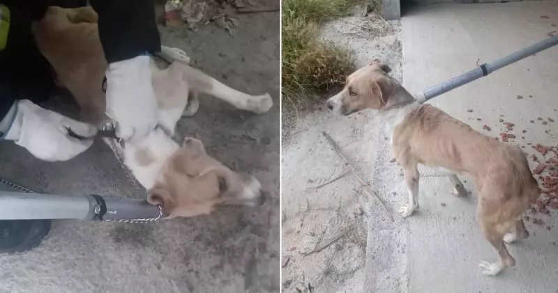 ‘Praticamente suspenso’, cão é salvo de construção abandonada em SC após dias preso à corrente