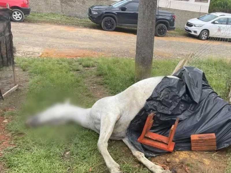Égua morre após adolescentes acionarem explosivo na vagina do animal, em Mafra, SC