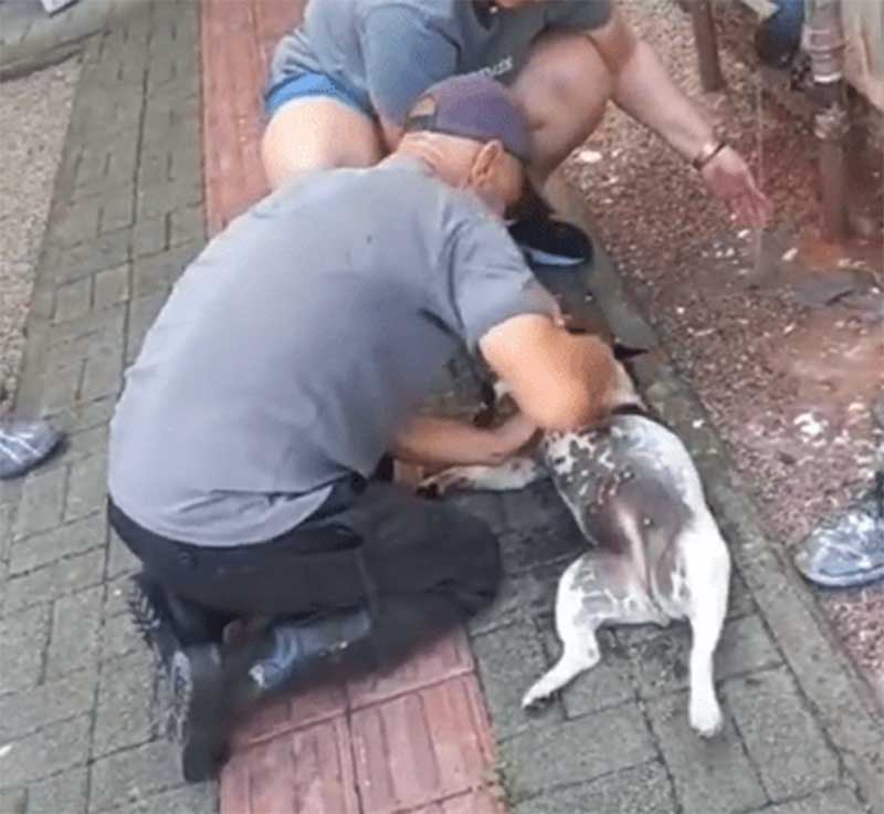Cachorrinha morre após ficar trancada para fora em sacada de prédio em Palhoça, SC