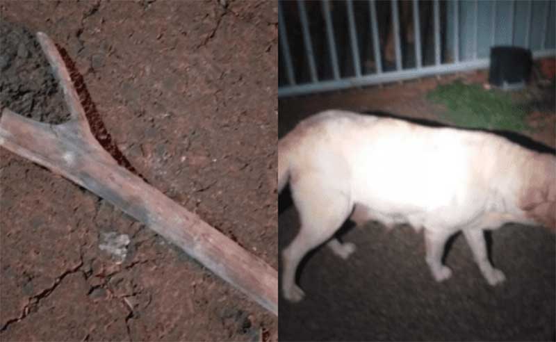 Suspeito de matar filhotes de cachorro a pauladas ia dar cadáveres “para os porcos” em SC