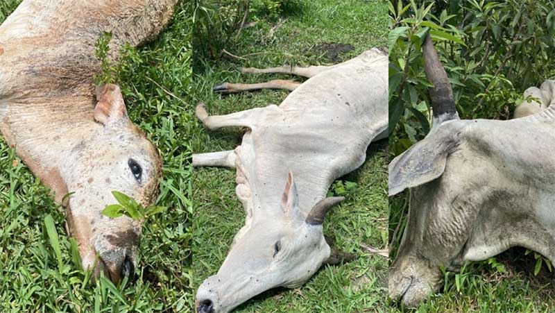 URGENTE: Animais são encontrados agonizando em Tijucas, SC