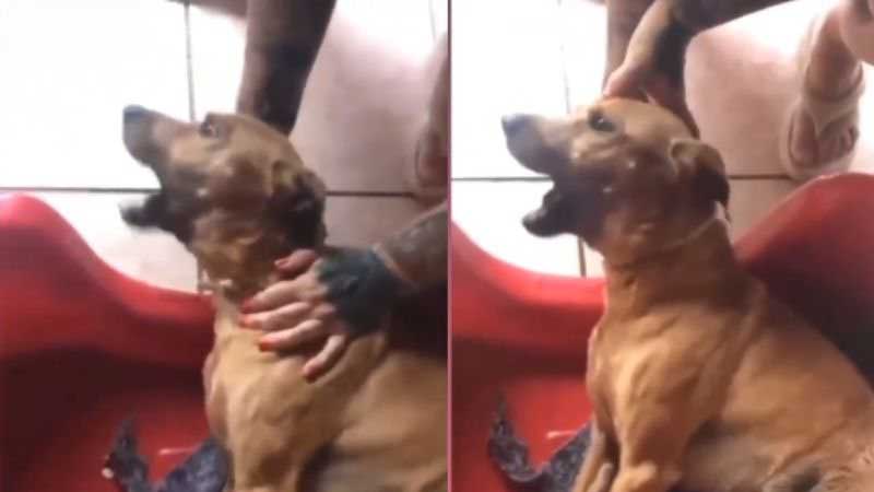 IMAGENS FORTES: Vídeo mostra cachorro sofrendo com barulho dos fogos de artifício
