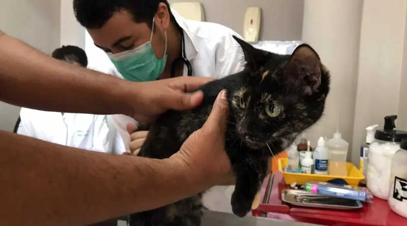Prefeitura inicia castração de cães e gatos em clínicas veterinárias