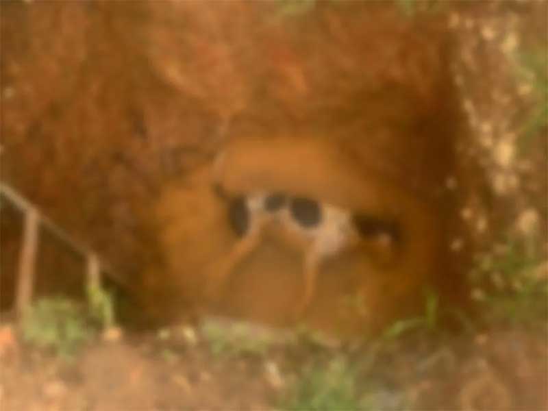 Cães são encontrados mortos em Simão Dias (SE) e homem confessa à polícia que envenenou animais