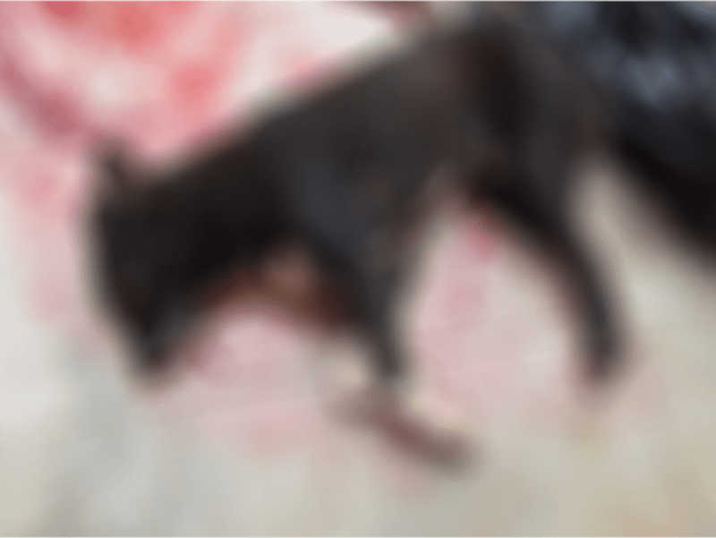 Homem é preso após matar cachorro a pauladas em Atibaia, SP