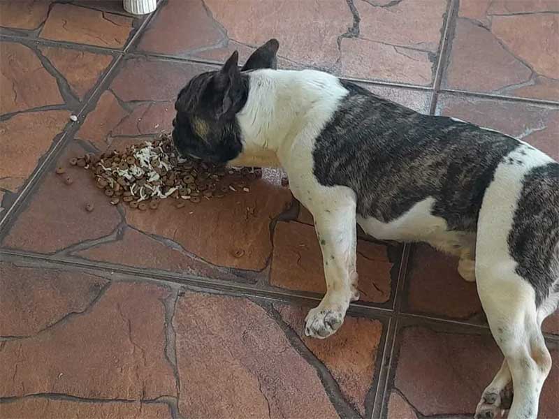 Picolé, cachorro com deficiência que precisa se alimentar e se hidratar deitado, também convulciona com os barulhos altos em Bauru — Foto: Ariane Angélica Caffeo/Arquivo pessoal