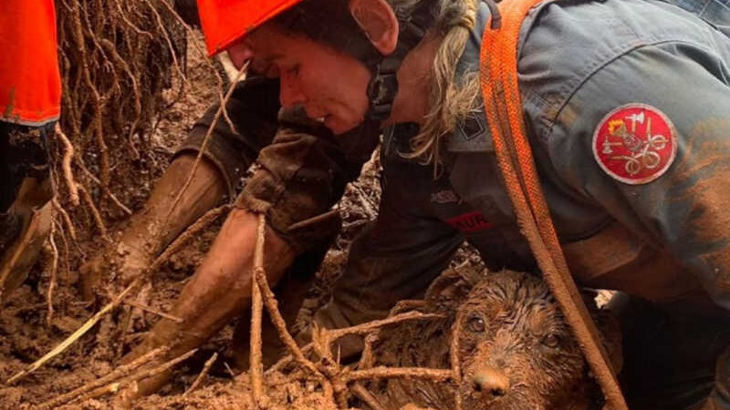 Em Campos do Jordão, bombeiros resgatam cachorro soterrado após chuvas fortes