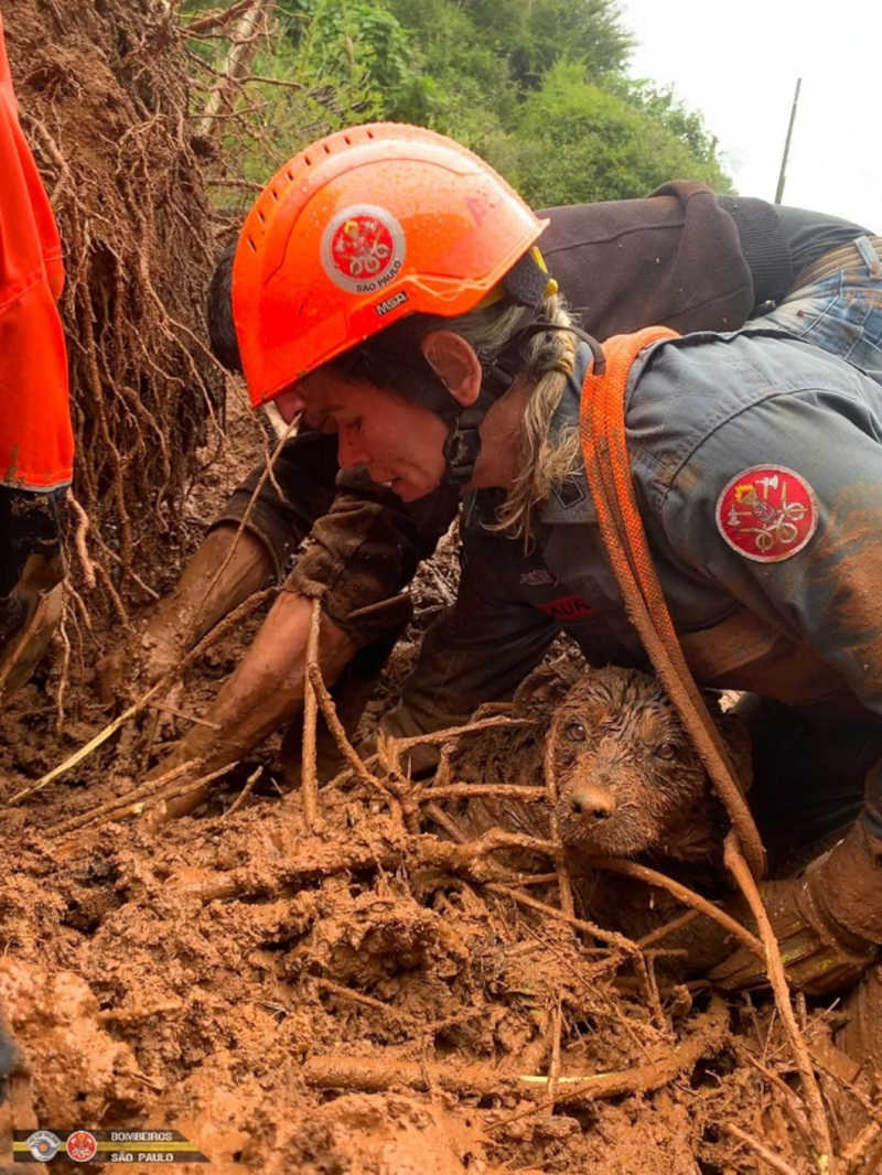Em Campos do Jordão (SP), bombeiros resgatam cachorro soterrado após chuvas fortes