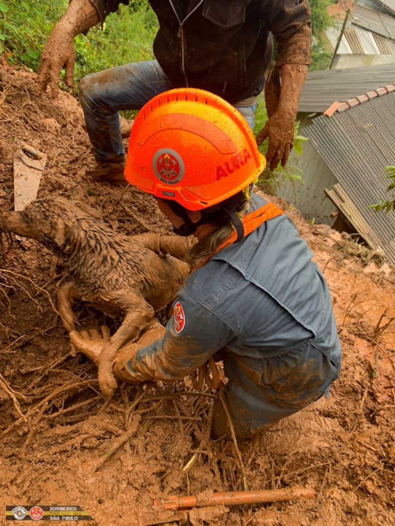 Em Campos do Jordão, bombeiros resgatam cachorro soterrado após chuvas fortes