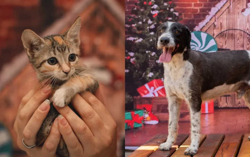 Ensaio fotográfico de Natal incentiva adoção de animais resgatados no interior de SP; confira as fotos