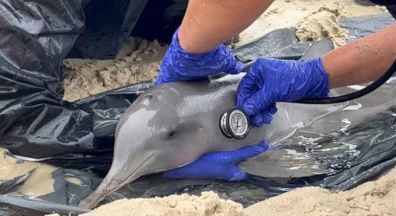 Filhote de golfinho é encontrado enrolado em rede na Praia da Enseada, em Guarujá, SP
