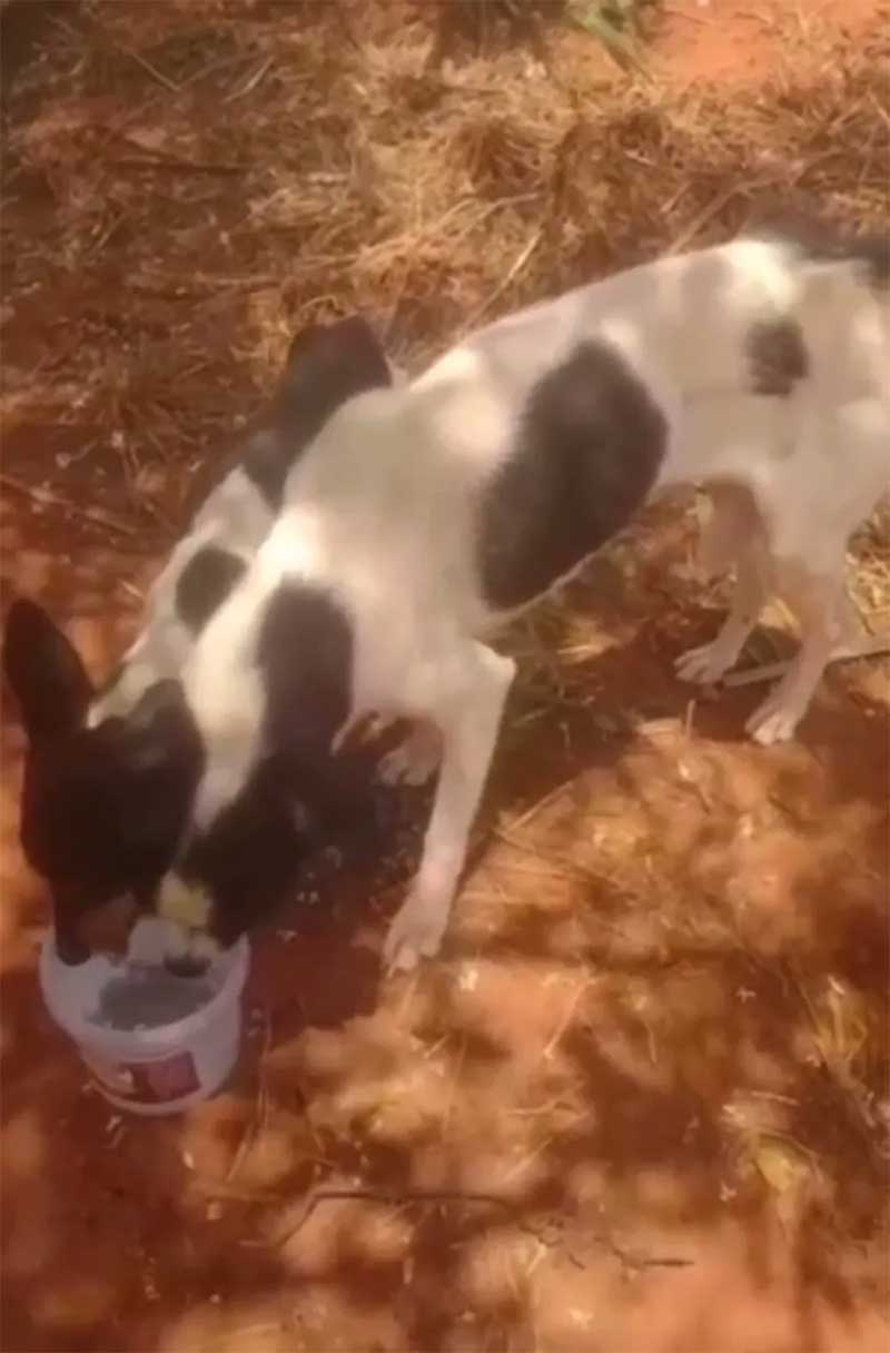 Cães foram encontrados abandonados em uma estrada de terra — Foto: Reprodução