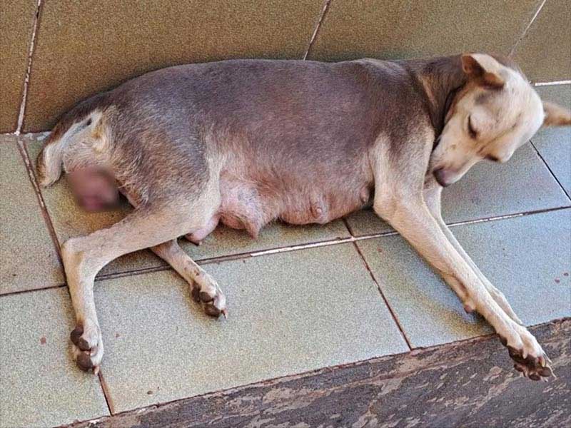 Após denúncia, Polícia Ambiental autua homem em R$ 3 mil por maus-tratos a cachorra em Iepê, SP
