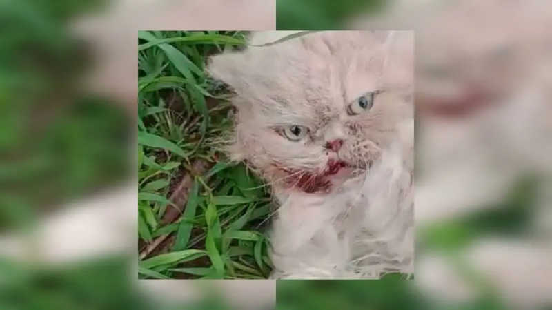 Homem atira gato pela janela e animal quebra maxilar; polícia de Limeira (SP) investiga caso