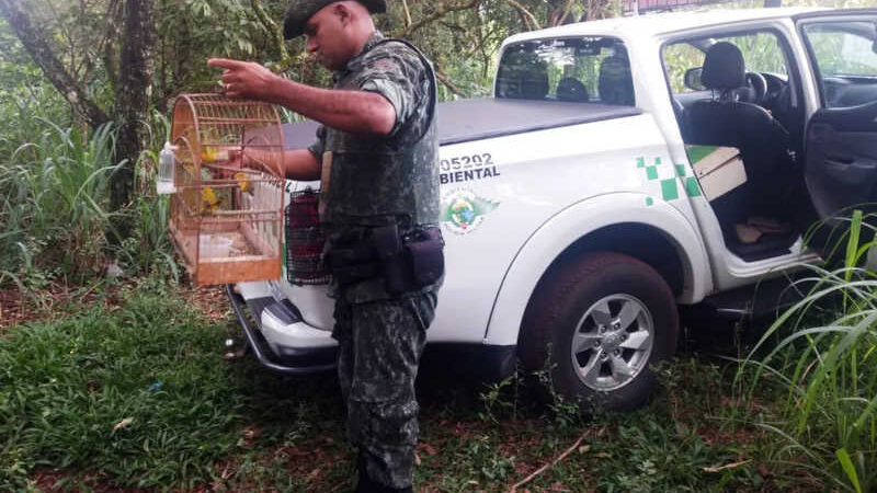 Aves foram soltas na natureza após registro da ocorrência — Foto: Polícia Militar Ambiental