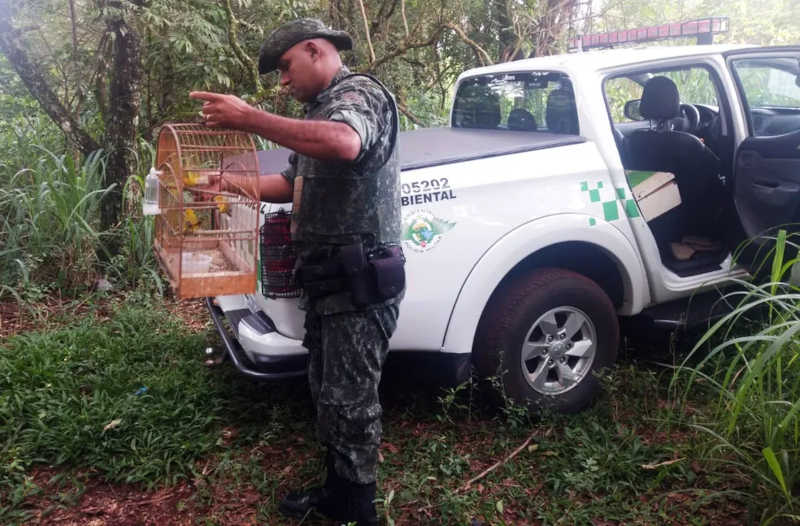 Polícia Ambiental flagra quatro aves em cativeiro e criador recebe multa de R$ 2 mil em Limeira, SP