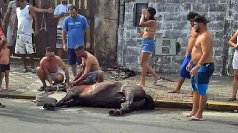 Na Baixada Santista (SP), população quer fim de cavalgadas de martírio; vídeo