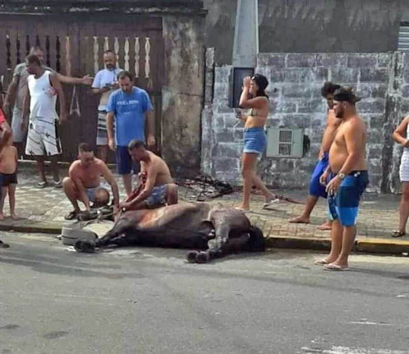 Na Baixada Santista (SP), população quer fim de cavalgadas de martírio; vídeo