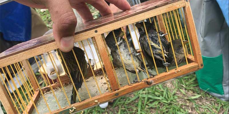 Quatro são autuados em R$ 91 mil por transporte aves silvestres sem autorização e maus-tratos em Novo Horizonte, SP