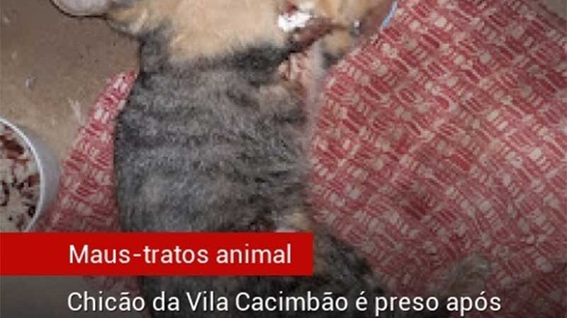 Chicão da Vila Cacimbão é preso após atirar em um gato no povoado Barriguda do Insono, em Pedreiras, MA